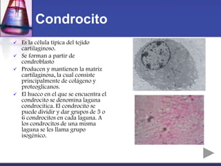 Condrocito
   Es la célula típica del tejido
    cartilaginoso.
   Se forman a partir de
    condroblasto
   Producen y mantienen la matriz
    cartilaginosa, la cual consiste
    principalmente de colágeno y
    proteoglicanos.
   El hueco en el que se encuentra el
    condrocito se denomina laguna
    condrocitica. El condrocito se
    puede dividir y dar grupos de 5 o
    6 condrocitos en cada laguna. A
    los condrocitos de una misma
    laguna se les llama grupo
    isogénico.
 