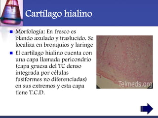 Cartílago hialino
   Morfología: En fresco es
    blando azulado y traslucido. Se
    localiza en bronquios y laringe
   El cartílago hialino cuenta con
    una capa llamada pericondrio
    (capa gruesa del TC denso
    integrada por células
    fusiformes no diferenciadas)
    en sus extremos y esta capa
    tiene T.C.D.
 
