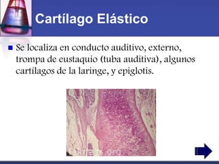 Cartílago Elástico

   Se localiza en conducto auditivo, externo,
    trompa de eustaquio (tuba auditiva), algunos
    cartílagos de la laringe, y epiglotis.
 