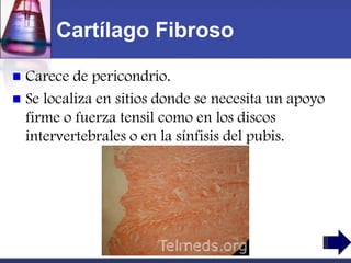 Cartílago Fibroso

 Carece de pericondrio.
 Se localiza en sitios donde se necesita un apoyo
  firme o fuerza tensil como en los discos
  intervertebrales o en la sínfisis del pubis.
 