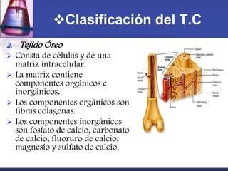 Clasificación del T.C
2.    Tejido Óseo
    Consta de células y de una
     matriz intracelular.
    La matriz contiene
     componentes orgánicos e
     inorgánicos.
    Los componentes orgánicos son
     fibras colágenas.
    Los componentes inorgánicos
     son fosfato de calcio, carbonato
     de calcio, fluoruro de calcio,
     magnesio y sulfato de calcio.
 