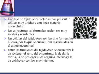    Este tipo de tejido se caracteriza por presentar
    células muy unidas y con poca materia
    intercelular.
   Las estructuras así formadas suelen ser muy
    sólidas y resistentes.
   Las células del tejido óseo son las que forman los
    huesos, por lo que se encuentran distribuidas en
    el esqueleto animal.
   Entre las funciones del tejido óseo se encuentra la
    de sostener el resto del organismo, la de darle
    forma, la de proteger a los órganos internos y la
    de colaborar con los movimientos.
 