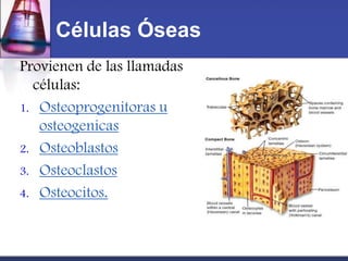 Células Óseas
Provienen de las llamadas
  células:
1. Osteoprogenitoras u
   osteogenicas
2. Osteoblastos
3. Osteoclastos
4. Osteocitos.
 