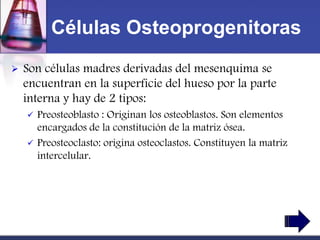 Células Osteoprogenitoras
   Son células madres derivadas del mesenquima se
    encuentran en la superficie del hueso por la parte
    interna y hay de 2 tipos:
       Preosteoblasto : Originan los osteoblastos. Son elementos
        encargados de la constitución de la matriz ósea.
       Preosteoclasto: origina osteoclastos. Constituyen la matriz
        intercelular.
 