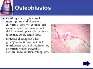 Osteoblastos
   Célula que se origina en el
    mesenquima embrionario y,
    durante el desarrollo inicial del
    esqueleto, se diferencia a partir
    del fibroblasto para intervenir en
    la formación de tejido óseo.
   Sintetiza el colágeno y las
    glucoproteínas para formar la
    matriz ósea y, con el crecimiento,
    se transforma en osteocito.
    Denominado también osteoplasto.
 