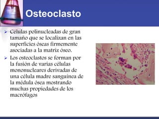 Osteoclasto
   Células polinucleadas de gran
    tamaño que se localizan en las
    superficies óseas firmemente
    asociadas a la matriz óseo.
   Los osteoclastos se forman por
    la fusión de varias células
    mononucleares derivadas de
    una célula madre sanguínea de
    la médula ósea mostrando
    muchas propiedades de los
    macrófagos
 