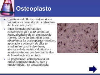Osteoplasto
   Los sitemas de Havers (osteona) son
    las unidades normales de la estructura
    del hueso compacto.
   Están formados por anillos
    concéntricos de 4 a 20 laminillas
    óseas, alrededor de un conducto de
    Havers. Entre las laminillas óseas,
    observamos los opsteoplastos (ovoides,
    aplanados y oscuros); de ellos se
    irradian los canalículos óseos,
    atravesando la matriz calcificada y
    anastomosándose con los canalículos
    de los osteoplastos vecinos.
   La preparación corresponde a un
    hueso compacto maduro, seco y
    pulido (lijado), no descalcificado.
 