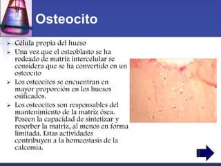 Osteocito
   Célula propia del hueso
   Una vez que el osteoblasto se ha
    rodeado de matriz intercelular se
    considera que se ha convertido en un
    osteocito
   Los osteocitos se encuentran en
    mayor proporción en los huesos
    osificados.
   Los osteocitos son responsables del
    mantenimiento de la matriz ósea.
    Poseen la capacidad de sintetizar y
    resorber la matriz, al menos en forma
    limitada. Estas actividades
    contribuyen a la homeostasis de la
    calcemia.
 