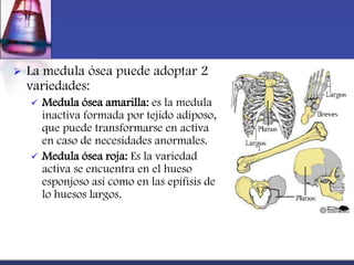    La medula ósea puede adoptar 2
    variedades:
       Medula ósea amarilla: es la medula
        inactiva formada por tejido adiposo,
        que puede transformarse en activa
        en caso de necesidades anormales.
       Medula ósea roja: Es la variedad
        activa se encuentra en el hueso
        esponjoso así como en las epífisis de
        lo huesos largos.
 