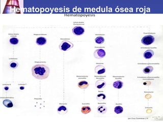 Hematopoyesis de medula ósea roja
 
