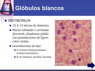 Glóbulos blancos

   NEUTRÓFILOS
       12 A 15 micras de diámetro.
       Núcleo lobulado o en banda
        (jóvenes), citoplasma pálido
        con granulaciones de ligero
        color violeta.
       Granulaciones de tipo
            A: enzima mieloperoxidasa,
             enzimas lisosómicas
            B: de fosfatasa, alcalina, lisosima
 
