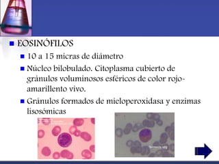    EOSINÓFILOS
     10 a 15 micras de diámetro
     Núcleo bilobulado. Citoplasma cubierto de
      gránulos voluminosos esféricos de color rojo-
      amarillento vivo.
     Gránulos formados de mieloperoxidasa y enzimas
      lisosómicas
 