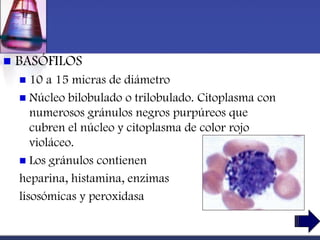    BASÓFILOS
      10 a 15 micras de diámetro
     Núcleo bilobulado o trilobulado. Citoplasma con
       numerosos gránulos negros purpúreos que
       cubren el núcleo y citoplasma de color rojo
       violáceo.
     Los gránulos contienen
    heparina, histamina, enzimas
    lisosómicas y peroxidasa
 