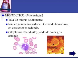    MONOCITOS (Macrofago)
     16 a 22 micras de diámetro
     Núcleo grande irregular en forma de herradura,
      en ocasiones es redondo.
     Citoplasma abundante, pálido de color gris
      azulado
 