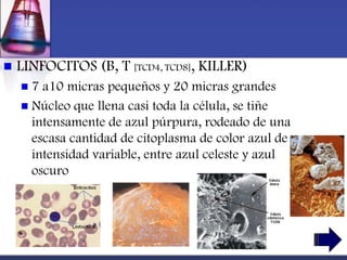    LINFOCITOS (B, T [TCD4, TCD8], KILLER)
     7 a10 micras pequeños y 20 micras grandes
     Núcleo que llena casi toda la célula, se tiñe
      intensamente de azul púrpura, rodeado de una
      escasa cantidad de citoplasma de color azul de
      intensidad variable, entre azul celeste y azul
      oscuro
 