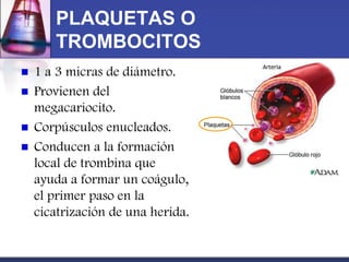 PLAQUETAS O
       TROMBOCITOS
   1 a 3 micras de diámetro.
   Provienen del
    megacariocito.
   Corpúsculos enucleados.
   Conducen a la formación
    local de trombina que
    ayuda a formar un coágulo,
    el primer paso en la
    cicatrización de una herida.
 