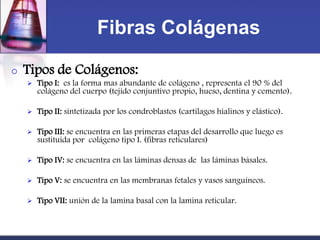 Fibras Colágenas

o   Tipos de Colágenos:
       Tipo I: es la forma mas abundante de colágeno , representa el 90 % del
        colágeno del cuerpo (tejido conjuntivo propio, hueso, dentina y cemento).

       Tipo II: sintetizada por los condroblastos (cartílagos hialinos y elástico).

       Tipo III: se encuentra en las primeras etapas del desarrollo que luego es
        sustituida por colágeno tipo I. (fibras reticulares)

       Tipo IV: se encuentra en las láminas densas de las láminas básales.

       Tipo V: se encuentra en las membranas fetales y vasos sanguíneos.

       Tipo VII: unión de la lamina basal con la lamina reticular.
 