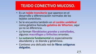 TEJIDO CONECTIVO MUCOSO.
• Es un tejido transitorio que aparece en el
desarrollo y diferenciación normales de los
tejidos conectivos.
• Se le encuentra también en el cordón umbilical
como gelatina llamada gelatina de Wharton, aquí
ya no se diferencia.
• Lo forman fibroblastos grandes y estrellados,
algunos macrófagos y linfocitos errantes.
• La sustancia fundamental es especialmente
abundante y es blanda y gelatinosa.
• Contiene una delicada red de fibras colágenas
delgadas.
J.T.
 