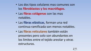 • Los dos tipos celulares mas comunes son
los fibroblastos y los macrófagos.
• Las fibras colágenas son las mas
notables.
• Las fibras elásticas, forman una red
continua ramificada son menos notables.
• Las fibras reticulares también están
presentes pero solo son abundantes en
los limites entre el tejido areolar y otras
estructuras.
J.T.
 
