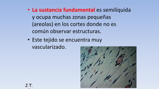 • La sustancia fundamental es semilíquida
y ocupa muchas zonas pequeñas
(areolas) en los cortes donde no es
común observar estructuras.
• Este tejido se encuentra muy
vascularizado.
J.T.
 