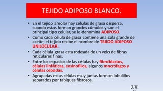 TEJIDO ADIPOSO BLANCO.
• En el tejido areolar hay células de grasa dispersa,
cuando estas forman grandes cúmulos y son el
principal tipo celular, se le denomina ADIPOSO.
• Como cada célula de grasa contiene una sola grande de
aceite, el tejido recibe el nombre de TEJIDO ADIPOSO
UNILOCULAR.
• Cada célula grasa esta rodeada de un velo de fibras
reticulares finas.
• Entre los espacios de las células hay fibroblastos,
células linfáticas, eosinofilos, algunos macrófagos y
células cebadas.
• Agrupadas estas células muy juntas forman lobulillos
separados por tabiques fibrosos.
J.T.
 