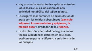• Hay una red abundante de capilares entre los
lobulillos la cual es indicadora de alta
actividad metabólica del tejido adiposo.
• Los lugares mas comunes de acumulación de
grasa son los tejidos subcutáneos (panículo
adiposo), los mesenterios y epiplones, la
medula ósea y alrededor de los riñones.
• La distribución y densidad de la grasa en los
tejidos subcutáneos defieren en los sexos,
explican en parte la diferencia en la forma de
los cuerpos.
J.T.
 