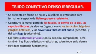 TEJIDO CONECTIVO DENSO IRREGULAR.
• Se presenta en forma de hojas y sus fibras se entrelazan para
formar una especie de fieltro grueso y resistente.
• Constituye la mayor parte de las fascias, la dermis de la piel, las
capsulas fibrosas de algunos órganos como los testículos, hígado y
ganglios linfáticos, y las envolturas fibrosas del hueso (periostio) y
del cartílago (pericondrio).
• Las fibras colágenas gruesas son su principal componente, pero
también hay fibras elásticas y reticulares, sobre todo en la dermis.
• Hay poca sustancia fundamental.
J.T.
 