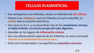 CELULAS PLASMATICAS.
• Son semejantes a los linfocitos, tienen un diámetro de 10 a 20 um.
• Poseen mas citoplasma que los linfocitos el cual es basofilo, su
núcleo esta en posición excéntrica.
• Son raras en el t.c. y se encuentran mas en las membranas serosas,
el tejido linfoide y la lamina propia del tubo digestivo.
• Abundan en los lugares de inflamación crónica.
• Son una diferenciación especial de los linfocitos, la cual su principal
función es la producción de anticuerpos.
• Estos son transportados a la superficie en pequeñas vesículas.
J.T.
 