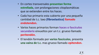 • En cortes transversales presentan forma
estrellada, con prolongaciones citoplasmáticas
que se extienden entre los haces.
• Cada haz primario esta cubierto por una pequeña
cantidad de t.c. laxo (fibroelastico) llamado
endotendon.
• Varios haces primarios forman haces o fascículos
secundario envueltos por un t.c. grueso llamado
peritendón.
• El tendón formado por varios fascículos, presenta
una vaina de t.c. mas grueso llamado epitendon.
J.T.
 