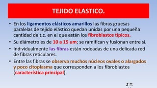 TEJIDO ELASTICO.
• En los ligamentos elásticos amarillos las fibras gruesas
paralelas de tejido elástico quedan unidas por una pequeña
cantidad de t.c. en el que están los fibroblastos típicos.
• Su diámetro es de 10 a 15 um; se ramifican y fusionan entre si.
• Individualmente las fibras están rodeadas de una delicada red
de fibras reticulares.
• Entre las fibras se observa muchos núcleos ovales o alargados
y poco citoplasma que corresponden a los fibroblastos
(característica principal).
J.T.
 