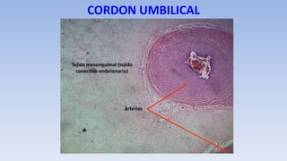 CORDON UMBILICAL
Arterias
Tejido mesenquimal (tejido
conectivo embrionario)
 