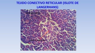 TEJIDO CONECTIVO RETICULAR (ISLOTE DE
LANGERHANS)
Islote de Langerhans
Acinos pancreáticos
 