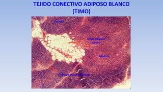 TEJIDO CONECTIVO ADIPOSO BLANCO
(TIMO)
Tejido adiposo
blanco
Tabique tejido conectivo
Corteza
Médula
 