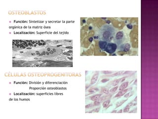  Función: Sintetizar y secretar la parte
orgánica de la matriz ósea
Localización: Superficie del tejido
Función: División y diferenciación
Proporción osteoblastos
Localización: superficies libres
de los huesos