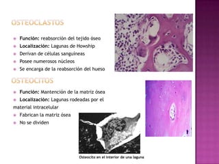  Función: reabsorción del tejido óseo
Localización: Lagunas de Howship
Derivan de células sanguíneas
Posee numerosos núcleos
Se encarga de la reabsorción del hueso
Función: Mantención de la matriz ósea
Localización: Lagunas rodeadas por el
material intracelular
Fabrican la matriz ósea
No se dividen
Osteocito en el interior de una laguna
