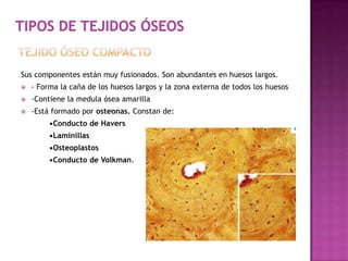 Sus componentes están muy fusionados. Son abundantes en huesos largos.
- Forma la caña de los huesos largos y la zona externa de todos los huesos
-Contiene la medula ósea amarilla
-Está formado por osteonas. Constan de:
•Conducto de Havers
•Laminillas
•Osteoplastos
•Conducto de Volkman.