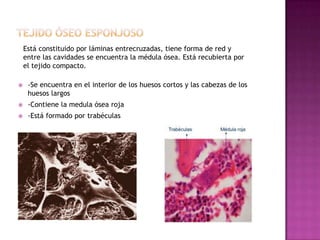 Está constituido por láminas entrecruzadas, tiene forma de red y
entre las cavidades se encuentra la médula ósea. Está recubierta por
el tejido compacto.
-Se encuentra en el interior de los huesos cortos y las cabezas de los
huesos largos
-Contiene la medula ósea roja
-Está formado por trabéculas