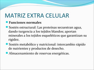 MATRIZ EXTRA CELULAR
Funciones normales
Sostén estructural: Las proteínas secuestran agua,
dando turgencia a los tejidos blandos; aportan
minerales a los tejidos esqueléticos que garantizan su
rigidez.
Sostén metabólico y nutricional: intercambio rápido
de nutrientes y productos de desecho.
Almacenamiento de reservas energéticas.
 