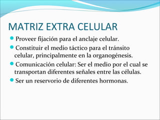 MATRIZ EXTRA CELULAR
Proveer fijación para el anclaje celular.
Constituir el medio táctico para el tránsito
celular, principalmente en la organogénesis.
Comunicación celular: Ser el medio por el cual se
transportan diferentes señales entre las células.
Ser un reservorio de diferentes hormonas.
 