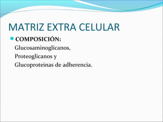 MATRIZ EXTRA CELULAR
COMPOSICIÓN:
Glucosaminoglicanos,
Proteoglicanos y
Glucoproteinas de adherencia.
 