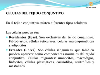 CELULAS DEL TEJIDO CONJUNTIVO
En el tejido conjuntivo existen diferentes tipos celulares.
Las células pueden ser:
Residentes (fijas). Son exclusivas del tejido conjuntivo.
Fibroblastos, células reticulares, células mesenquimáticas
y adipocitos
Errantes (libres). Son células sanguíneas, que también
pueden aparecer como componentes normales del tejido
conjuntivo. Células migrantes: monocitos, macrófagos,
linfocitos, células plasmáticas, eosinófilos, neutrófilos y
mastocitos.
 