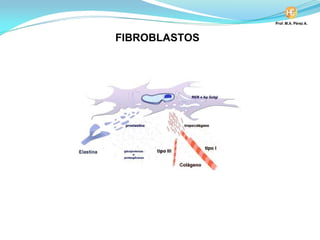 FIBROBLASTOS
 