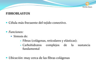FIBROBLASTOS
Célula más frecuente del tejido conectivo.
Funciones:
Síntesis de:
Fibras (colágenas, reticulares y elásticas);
Carbohidratos complejos de la sustancia
fundamental
Ubicación: muy cerca de las fibras colágenas
 