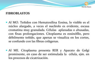FIBROBLASTOS
Al MO. Teñidos con Hematoxilina Eosina, lo visible es el
núcleo alargado, a veces el nucléolo es evidente, escasa
cromatina muy granulada. Células aplanadas o ahusadas,
con finas prolongaciones. Citoplasma es eosinófilo, pero
débilmente teñido, que apenas se visualiza en los cortes,
se confunde con las fibras colágenas.
Al ME. Citoplasma presenta RER y Aparato de Golgi
prominente, en caso de ser estimulada la célula, ejm. en
los procesos de cicatrización.
 
