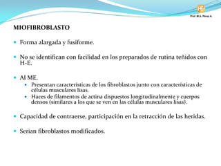 MIOFIBROBLASTO
Forma alargada y fusiforme.
No se identifican con facilidad en los preparados de rutina teñidos con
H-E.
Al ME.
Presentan características de los fibroblastos junto con características de
células musculares lisas.
Haces de filamentos de actina dispuestos longitudinalmente y cuerpos
densos (similares a los que se ven en las células musculares lisas).
Capacidad de contraerse, participación en la retracción de las heridas.
Serian fibroblastos modificados.
 