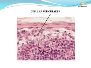 CÉLULAS RETICULARES
 
