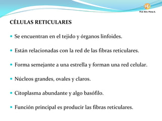 CÉLULAS RETICULARES
Se encuentran en el tejido y órganos linfoides.
Están relacionadas con la red de las fibras reticulares.
Forma semejante a una estrella y forman una red celular.
Núcleos grandes, ovales y claros.
Citoplasma abundante y algo basófilo.
Función principal es producir las fibras reticulares.
 