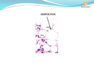 ADIPOCITOS
 