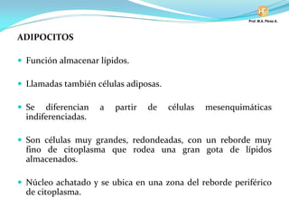 ADIPOCITOS
Función almacenar lípidos.
Llamadas también células adiposas.
Se diferencian a partir de células mesenquimáticas
indiferenciadas.
Son células muy grandes, redondeadas, con un reborde muy
fino de citoplasma que rodea una gran gota de lípidos
almacenados.
Núcleo achatado y se ubica en una zona del reborde periférico
de citoplasma.
 