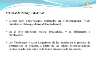 CÉLULAS MESENQUIMÁTICAS
Células poco diferenciadas, contenidas en el mesénquima (tejido
primitivo del feto que deriva del mesodermo).
En el feto sintetizan matriz extracelular, y se diferencian a
fibroblastos.
Los fibroblastos y vasos sanguíneos de las heridas en el proceso de
cicatrización se originan a partir de las células mesenquimáticas
indiferenciadas que están en la túnica adventicia de las vénulas.
 